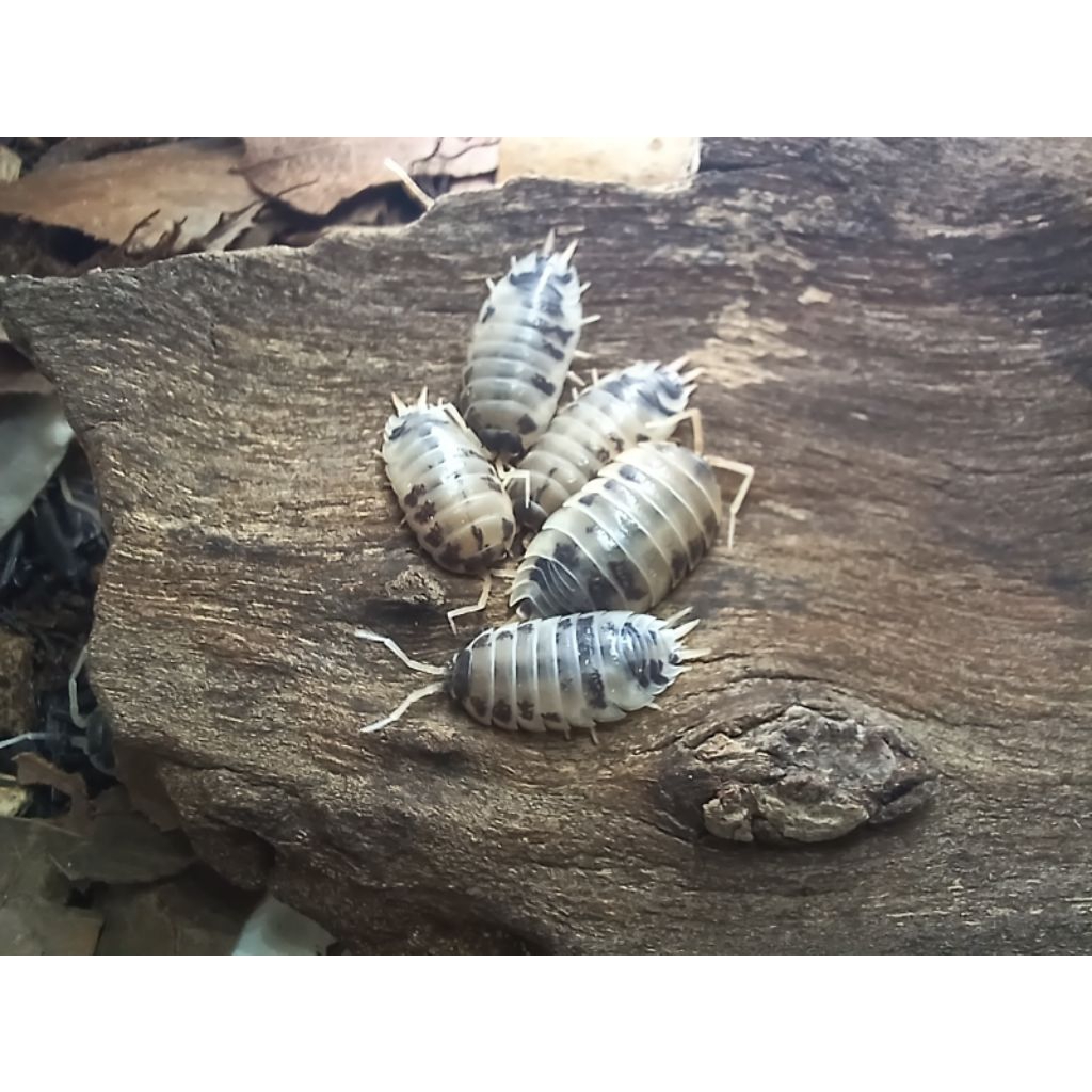 Isopoda Porcellio Laevis Dairy Cow
