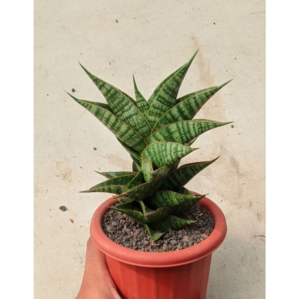 Sansevieria Hybrid Sindoro pot 12cm