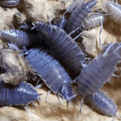 Isopod Powder Blue