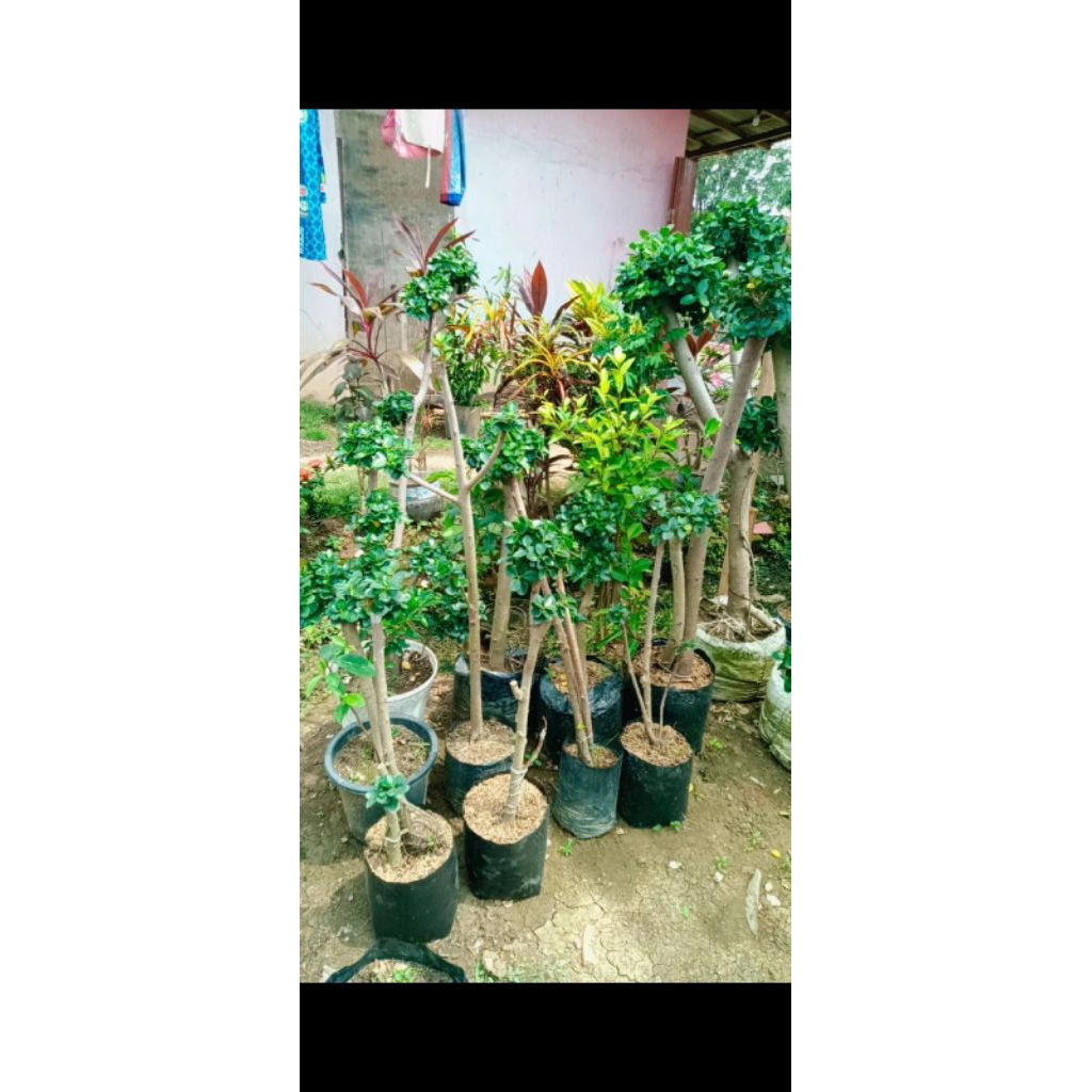 bonsai dolar dolmik/dolar super mikro