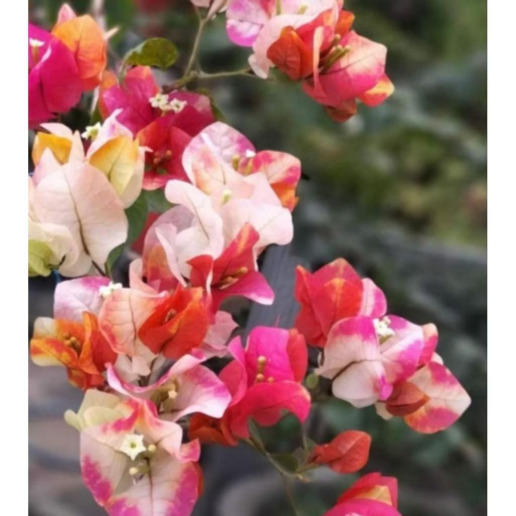 Bougenville Batang Besar