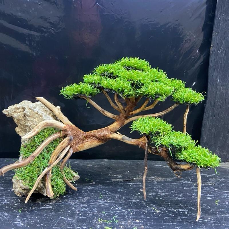SIZE S besar (19x14) | Bonsai Aquarium / Aquascape / Bonsai Artificial