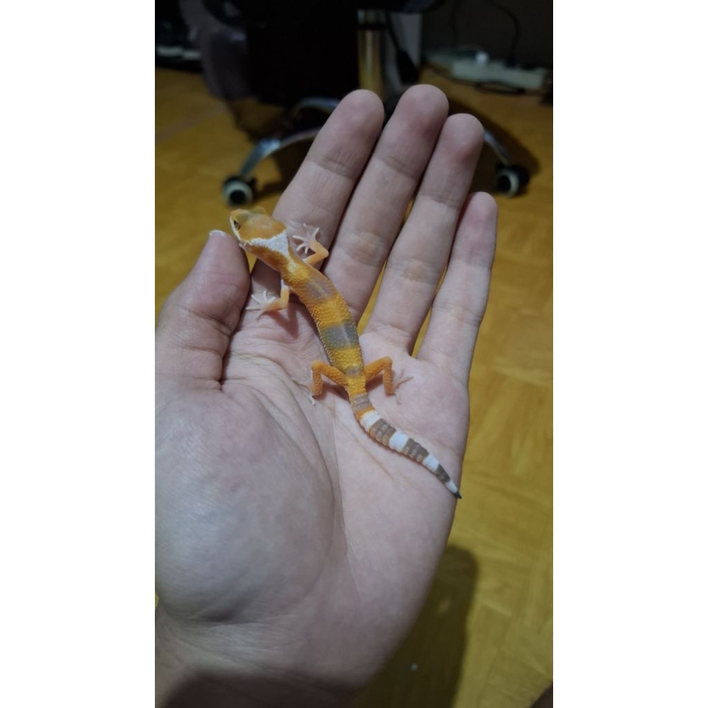 Leopard Gecko Unsex - Sunglow - Usia Baby Incub Male Sehat Gemas