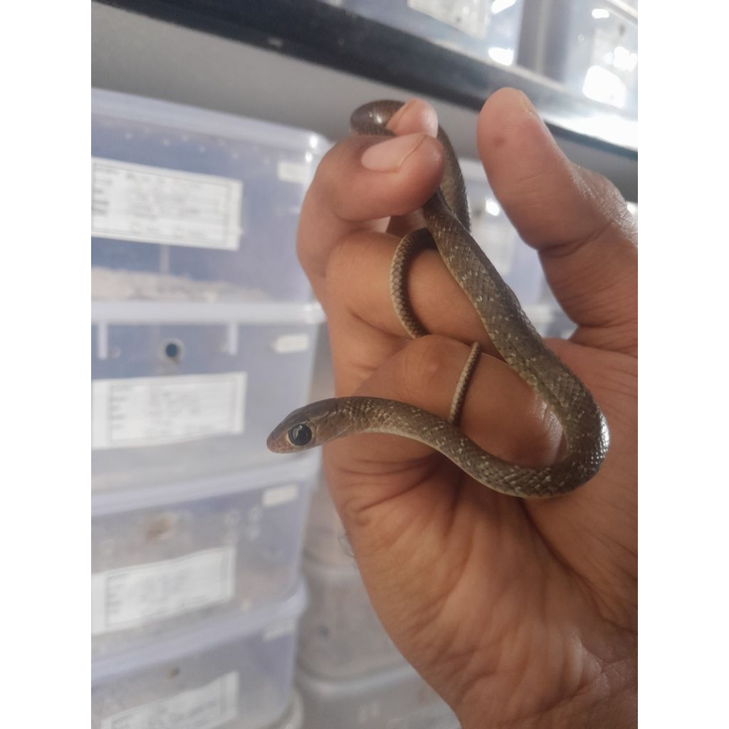 ular ptyas korros display ular koros lokal  mainan orang dewasa