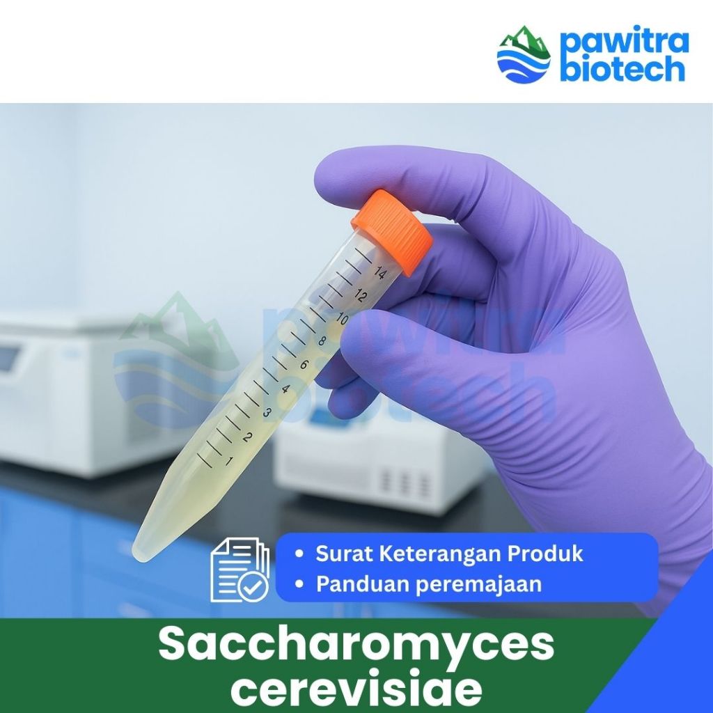 Kultur Bakteri Isolat Murni Saccharomyces cerevisiae YPD Agar miring
