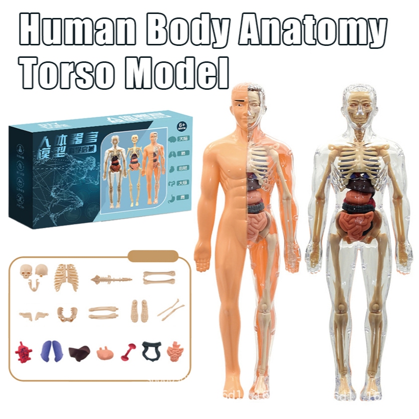 Human Body Anatomy Torso Model Mainan Dokter Organ Tubuh Manusia Human Body Torso Alat Praktek Kedok