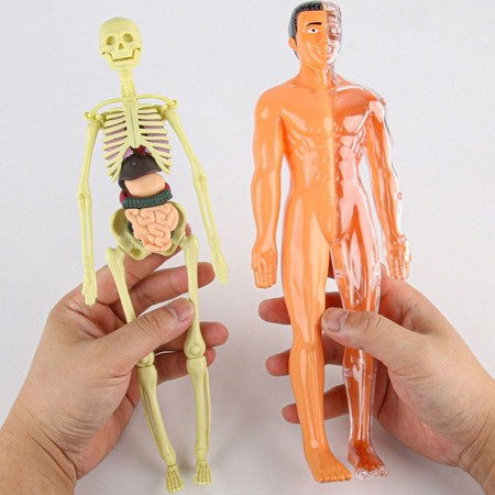 Human Body Anatomy Torso Model Mainan Dokter Organ Tubuh Manusia Human Body Torso Alat Praktek Kedok