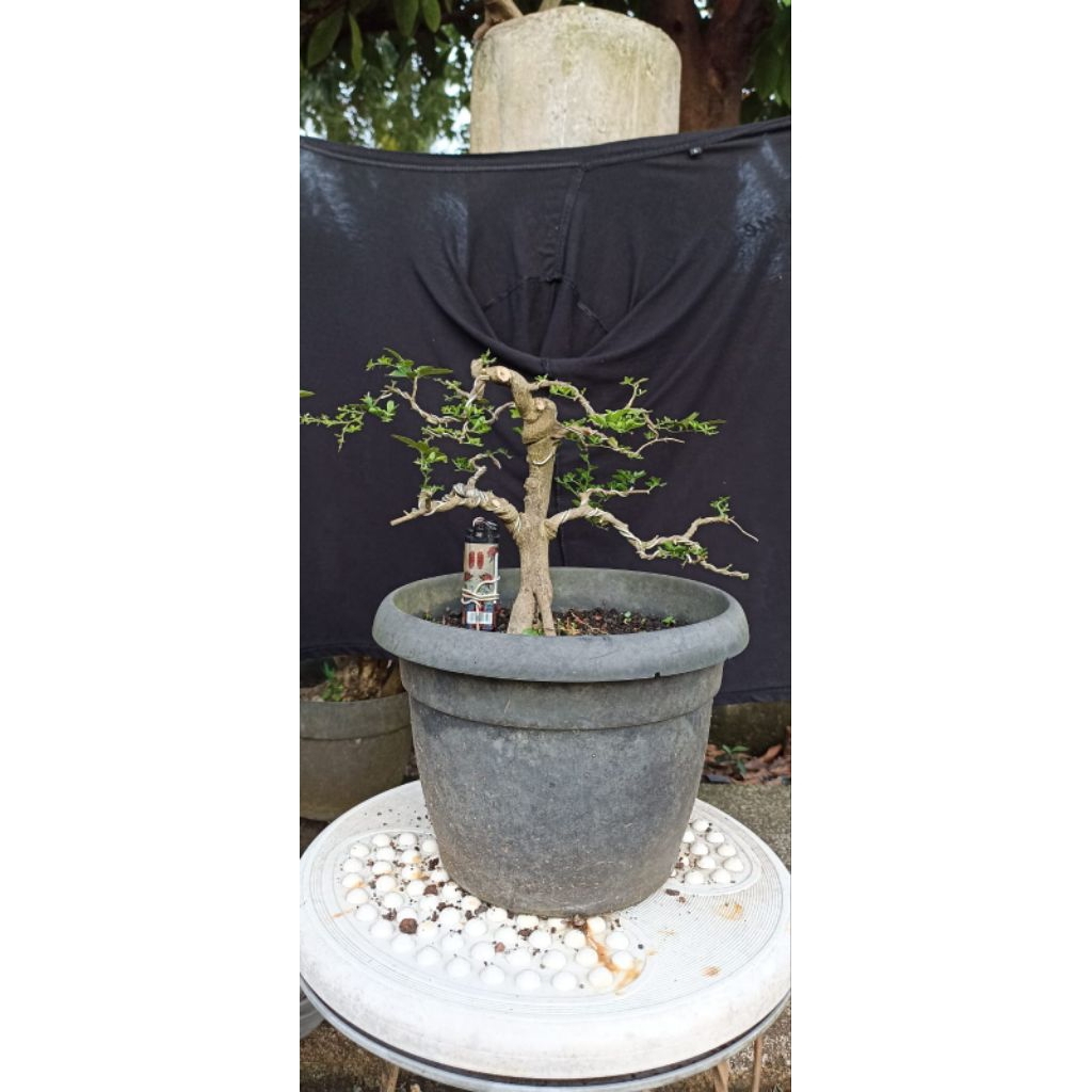 Bonsai jeruk kingkit/Bahan bonsai jeruk kingkit