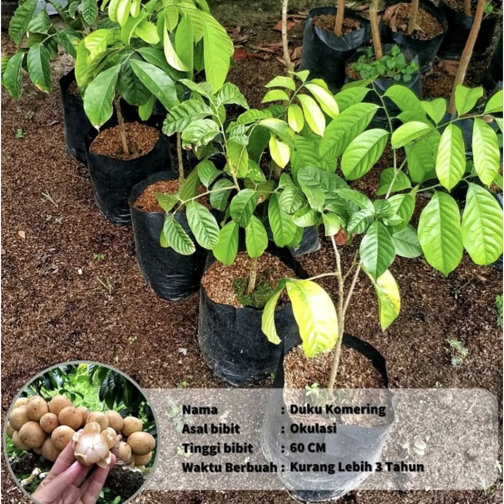 Bibit Duku Komering Tanpa Biji Hasil Okulasi Cepat Berbuah