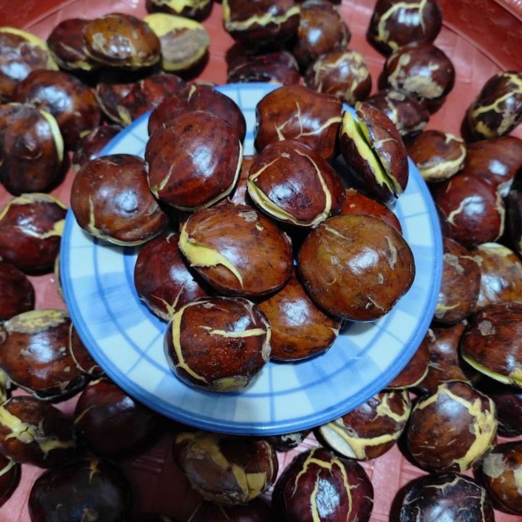 Jengkol Tua Super 1 kg