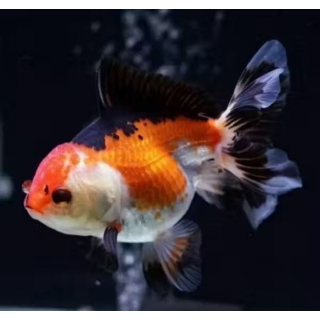 ikan koki oranda tricolor / panda 9cm