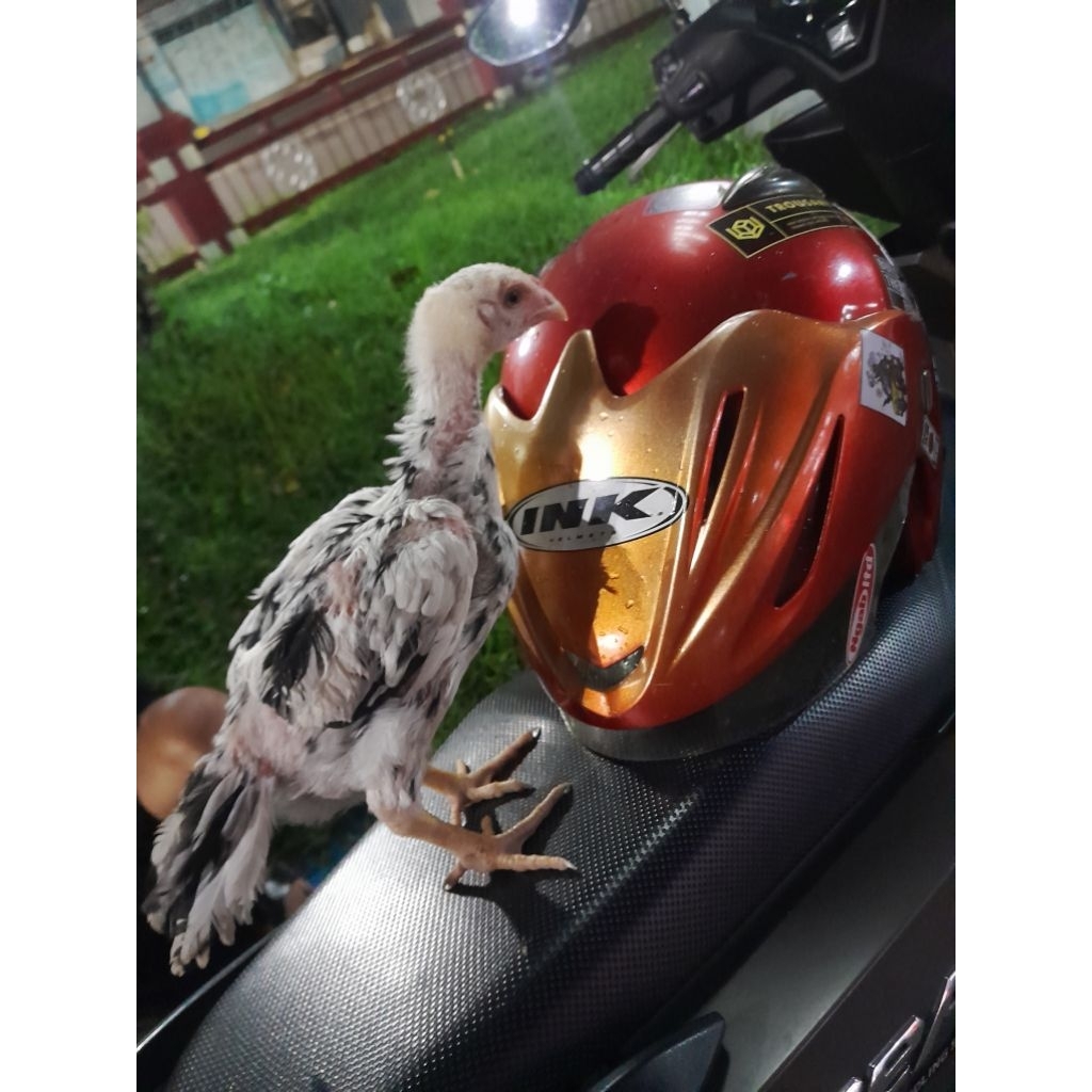 buk4n/DAGING AYAM KAMPUNG FRESH T4P1 AYAM BANGKOK BK ASLI UMUR 1-4 BLN/BUK4N DAGING AYAM K4K/AYAM BA