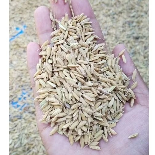 Gabah Kering 1kg Gabah Beras Pulen 1kg Gabah pakan Ternak