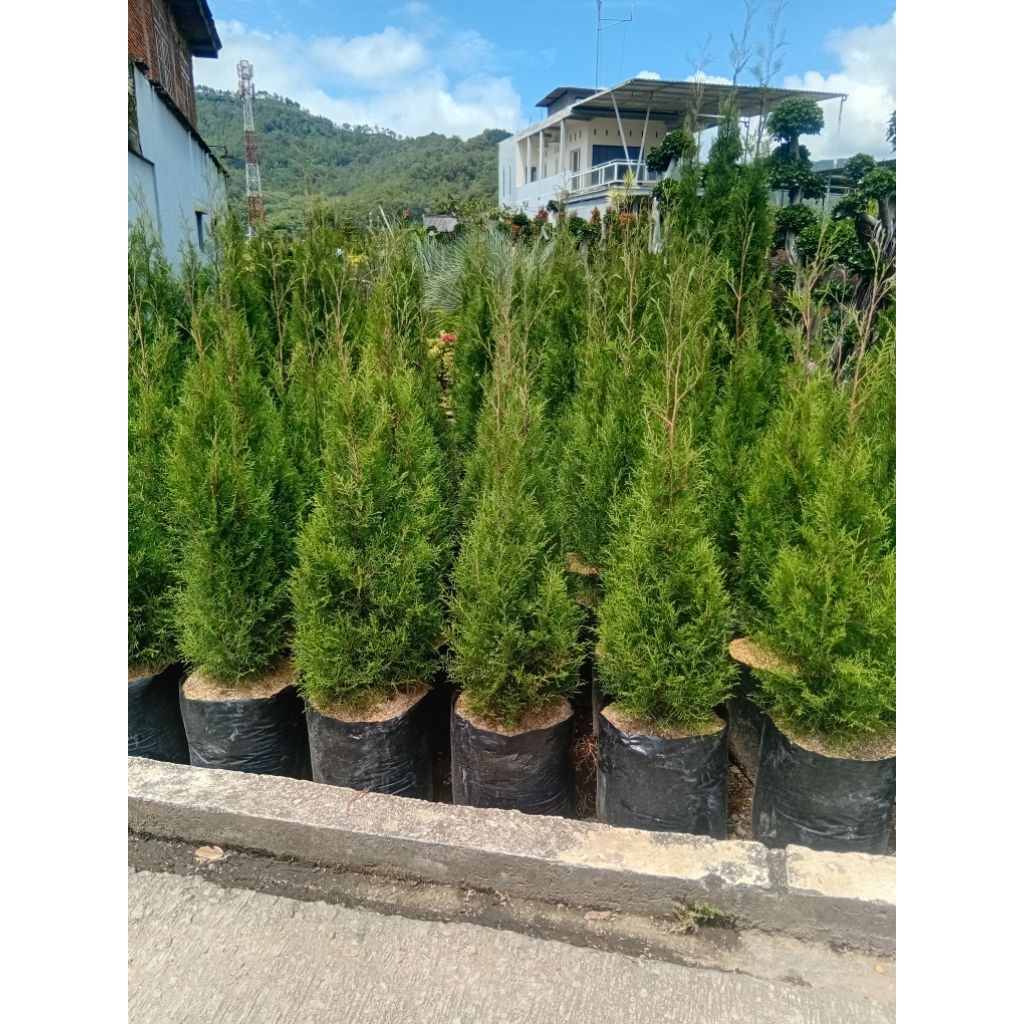 Tanaman Cemara Wangi, Cemara Natal, Cemara Rentes Tinggi 1 meter sudah berbentuk