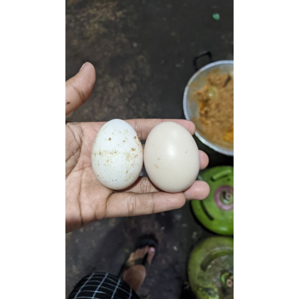 Telur ayam elba fertil