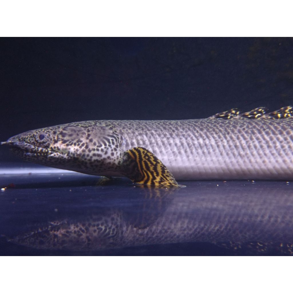 Kebutuhan palmas orna