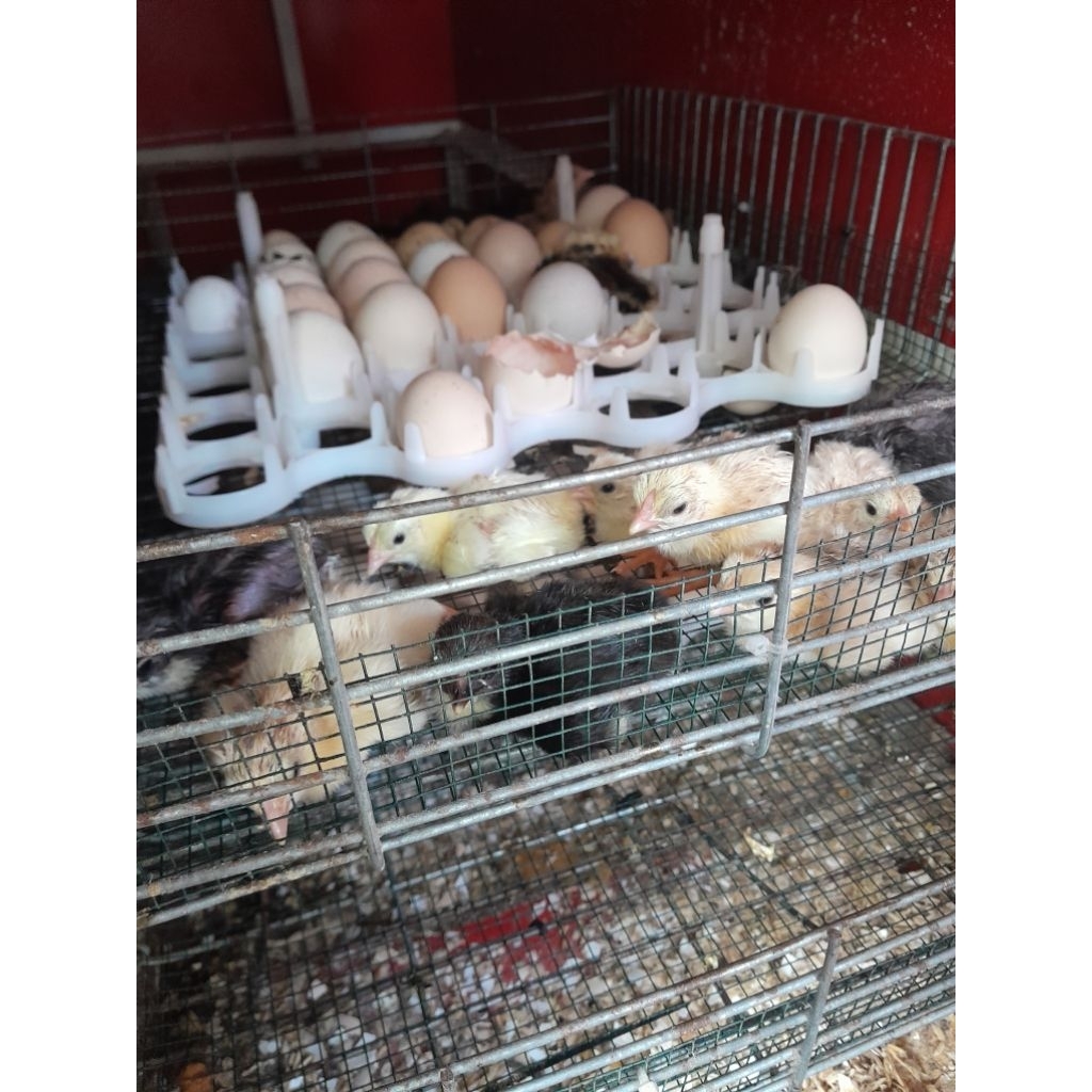 buk4n/TELUR AYAM KAMPUNG UNGGULAN KUB2 T4P1 DOC AYAM KAMPUNG UNGGULAN KUB2/buk4n TELUR AYAM KAMPUNG 