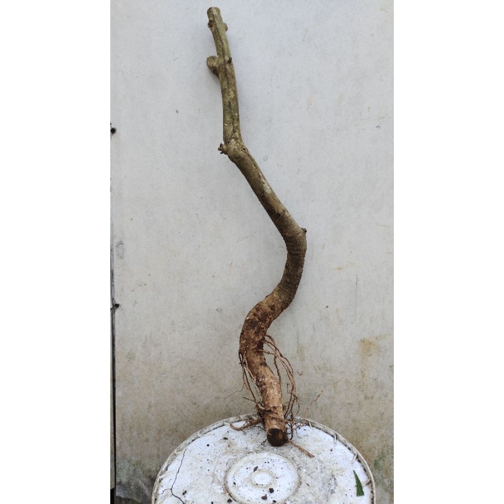 bahan bonsai dongkelan buah Juwet Jamblang Hitam realpic sesuai gambar