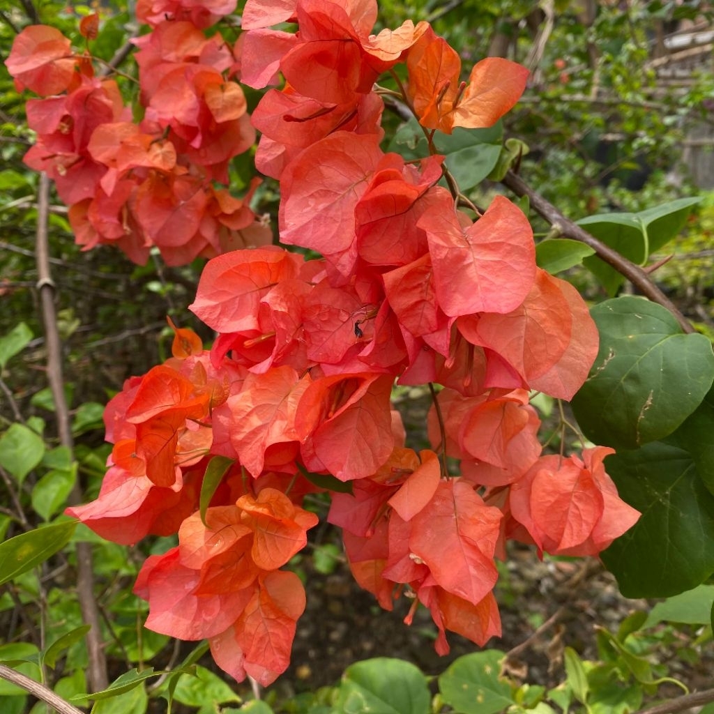 (5 btg) Batang Stek Bunga Bougenville Orange, Stek Tanaman Bougenville