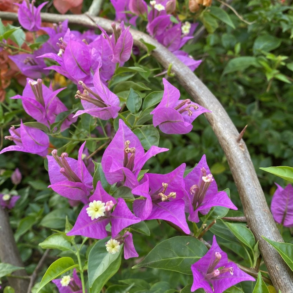 (5 btg) Batang Stek Bunga Bougenville Ungu Micro, Stek Tanaman Bougenville