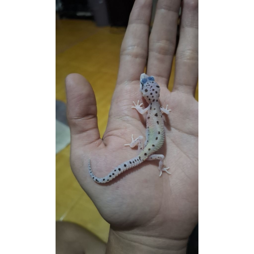 Leopard Gecko Unsex - Macksnow Eclipse - Usia Baby Incub Female Sehat Mata Full Hitam