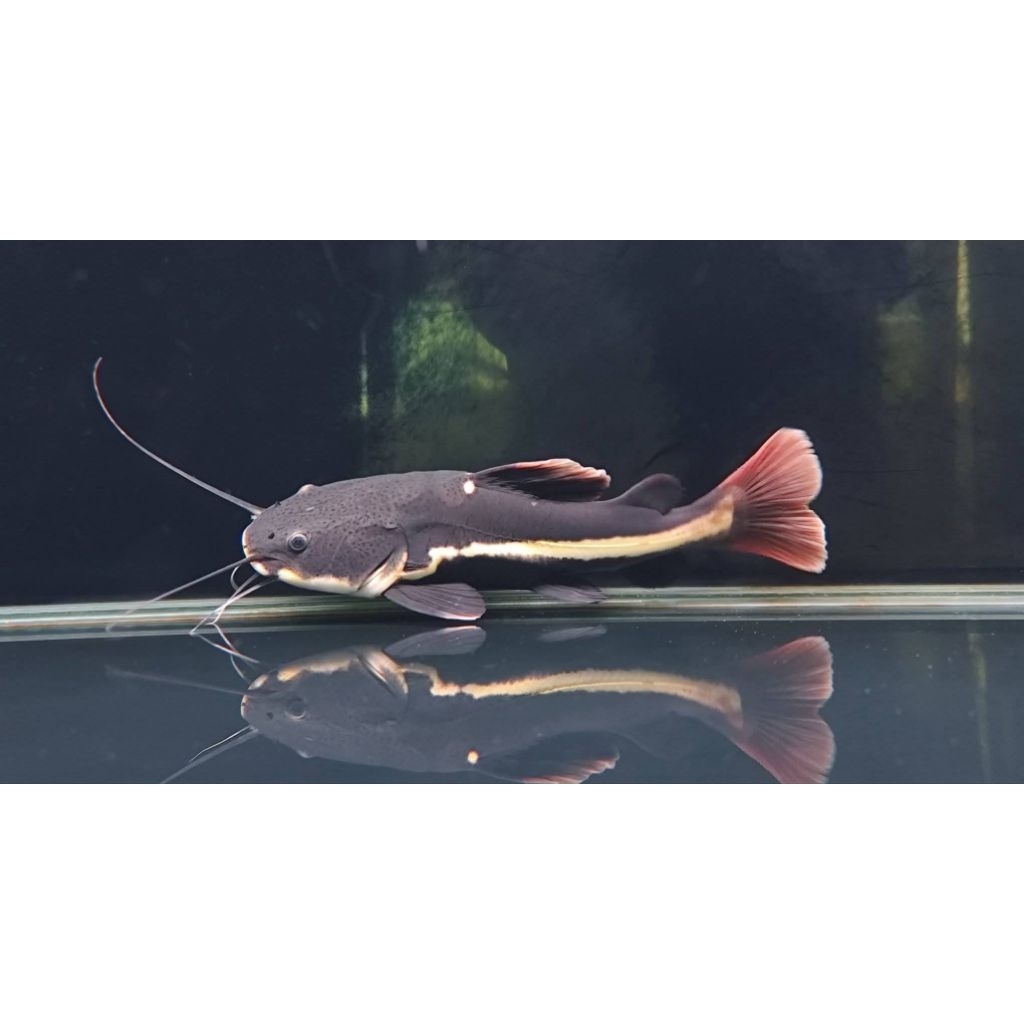 RTC Red Tail Catfish 25cm