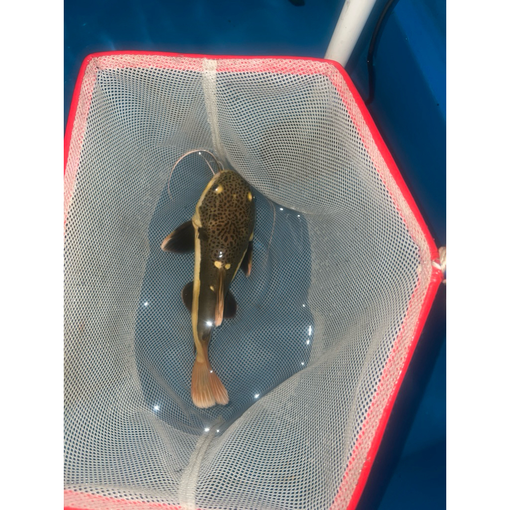 rtc semi sb shortbodi