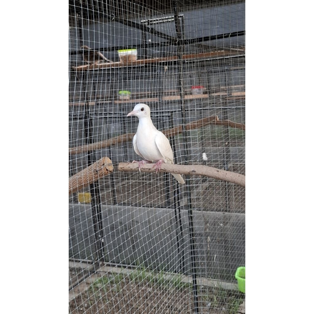 Perkutut Putih Kapas