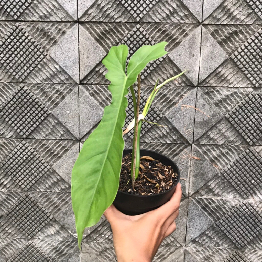 Philodendron Hybrid Belle Isle ( Flobe x Bobcee ) trah var
