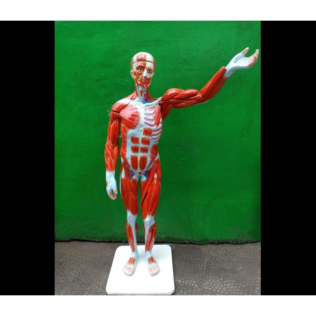 Peraga Otot Manusia / Manikin Otot Manusia / Phantom Otot / Manusia Otot