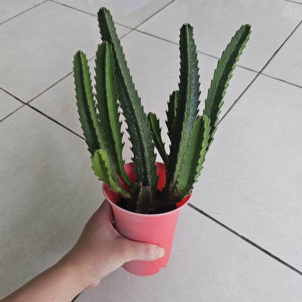 Paket KAKTUS SUKULEN Stapelia - Tumbuhan Hidup Tanaman Hias Asli Murah Makassar