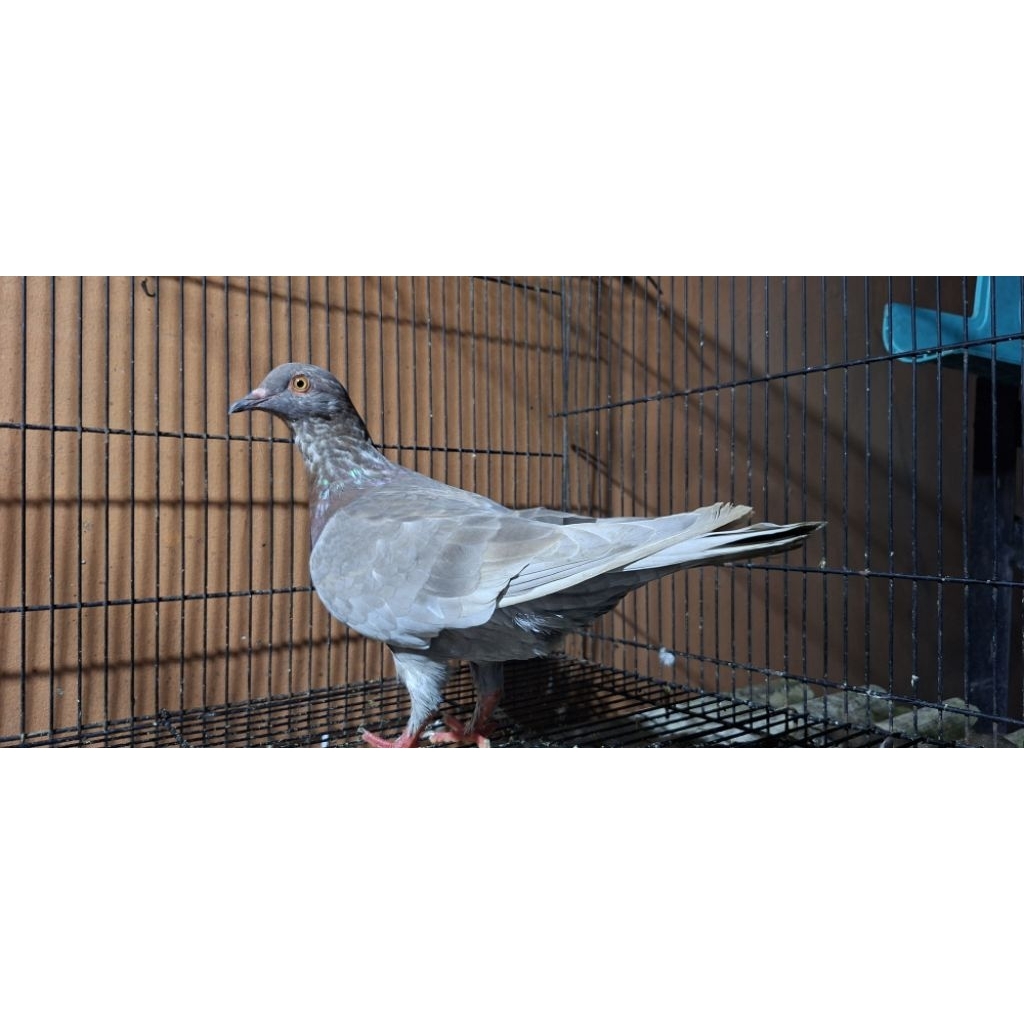 merpati betina kelabu lenjeh