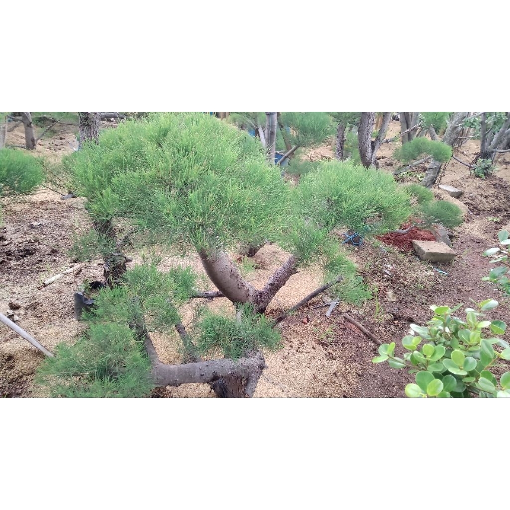 Pohon Cemara Udang/Pohon Bonsai/Bonsai Cemara Udang