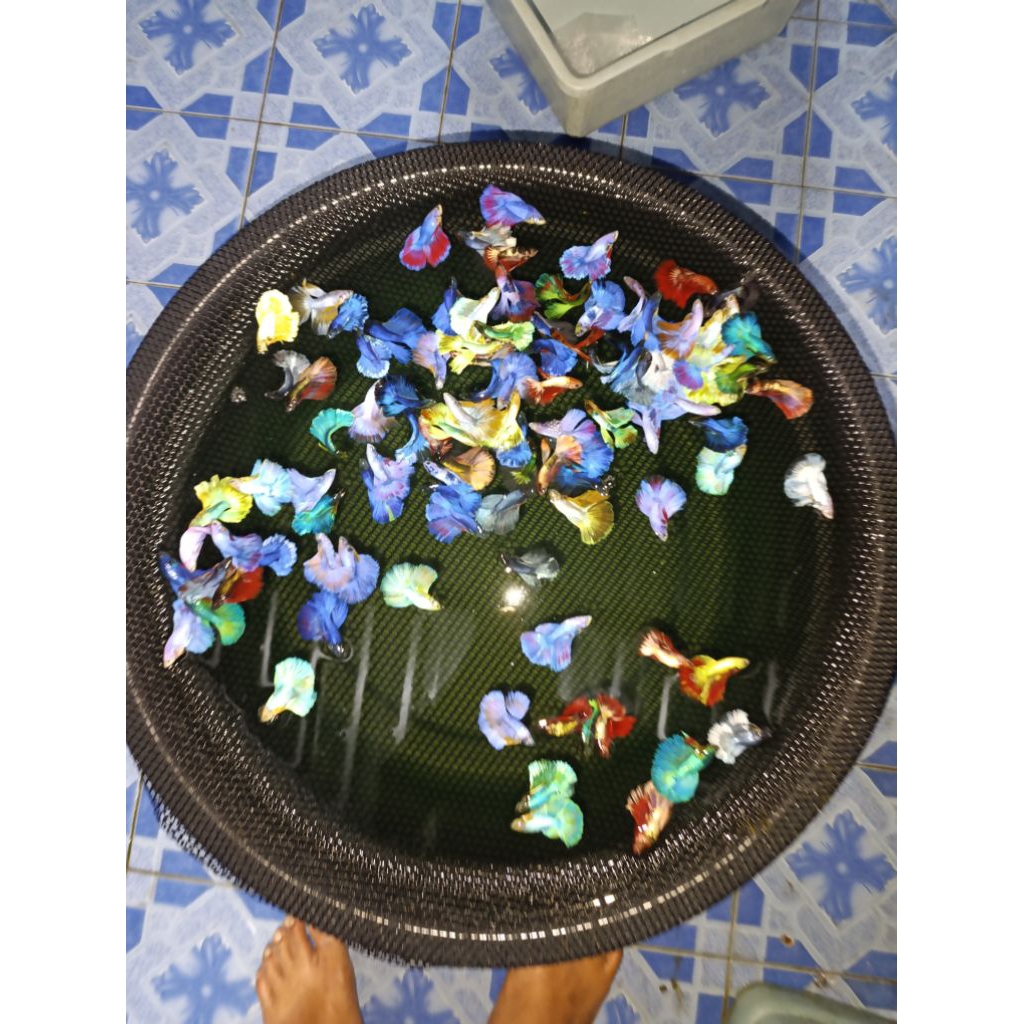 ikan cupang halfmoon per 5 ekor 20k