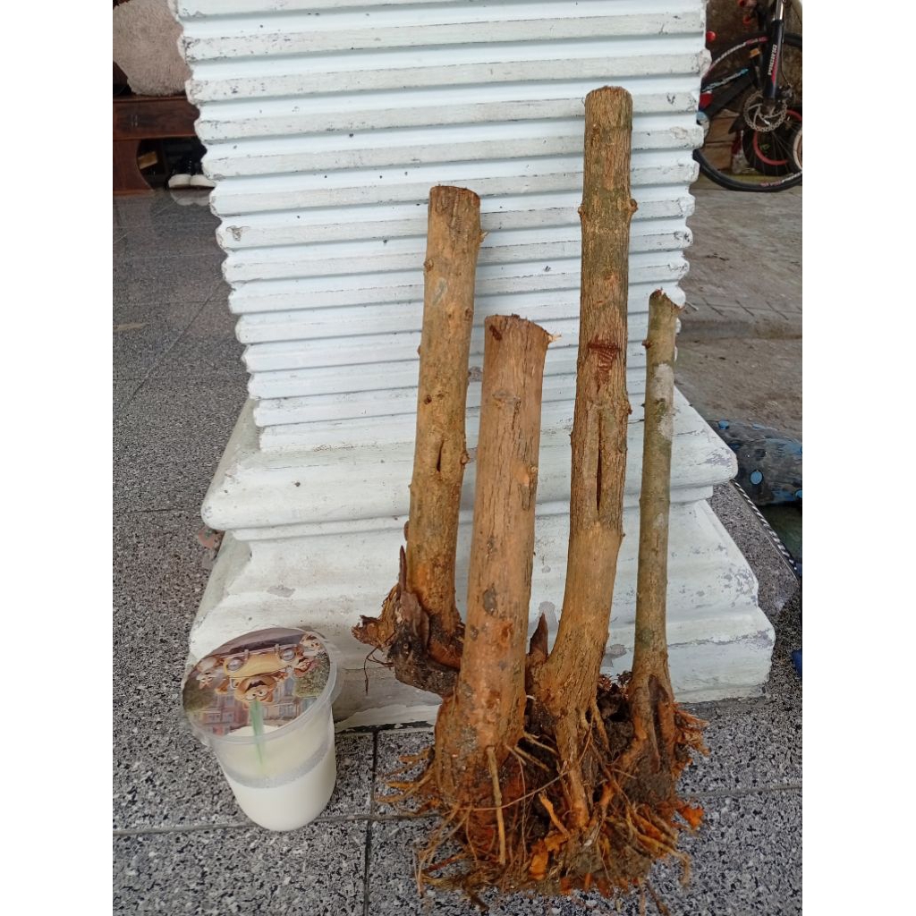 sisirkaliage dongkelan akar batang sisir bahan bonsai karakter
