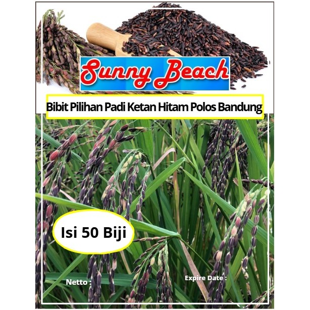 Bibit Pilihan Padi Ketan Hitam Polos Bandung | Biji Benih Padi Pulut Hitam | Padi Ketan Hitam