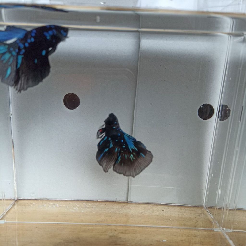 CUPANG HALFMOON AVATAR  size M