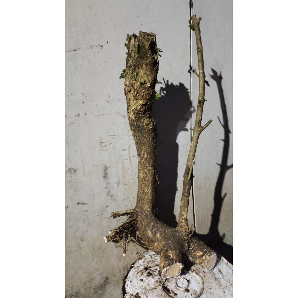 bahan bonsai Mentaos realpic sesuai gambar