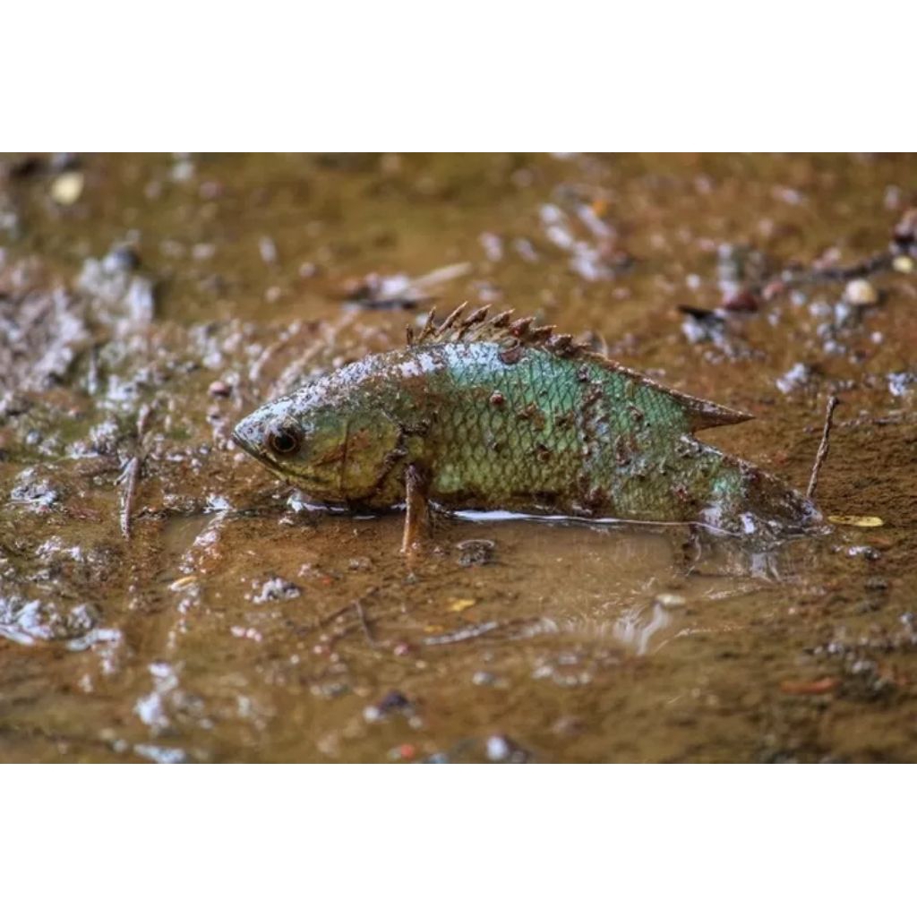 betik/betok/papuyu murah