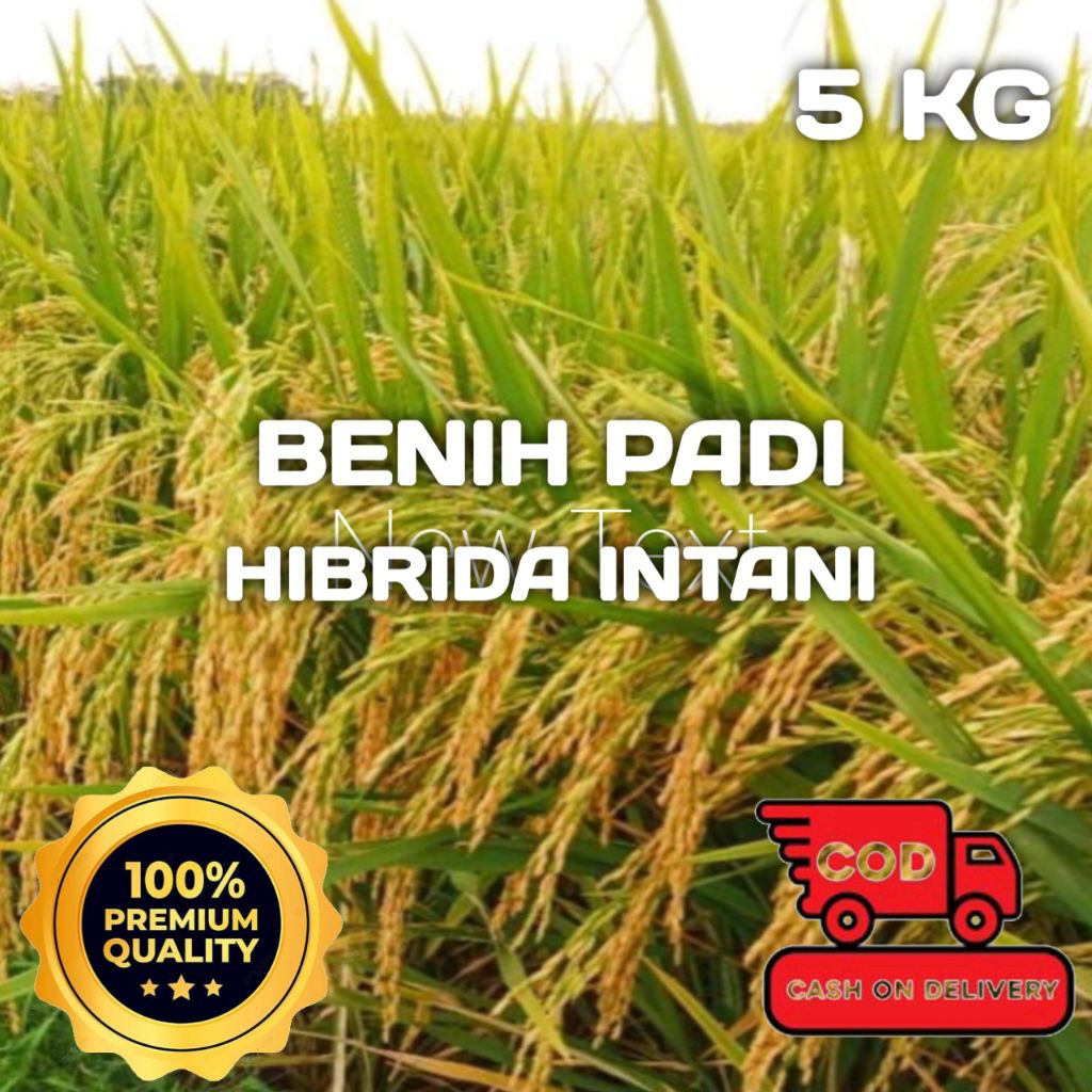 BENIH PADI BERKUALITAS SUPER UNGGUL HIBRIDA INTANI (5 KG)