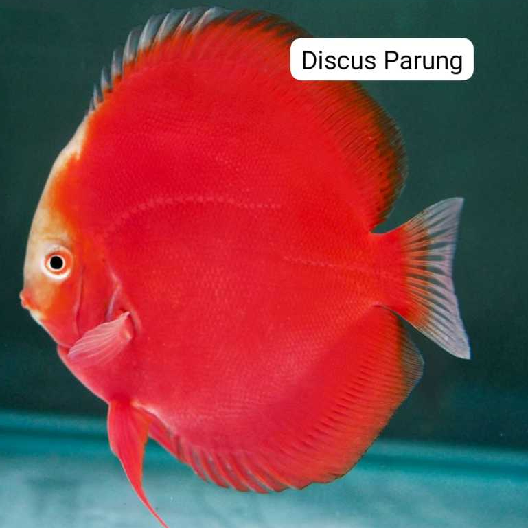 discus 1inch - Red Valentin