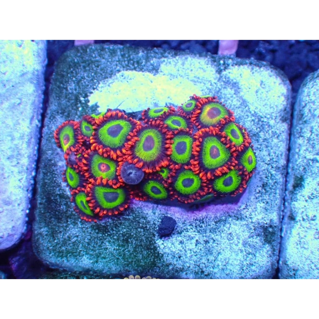 Coral Koloni Zoa Emerald