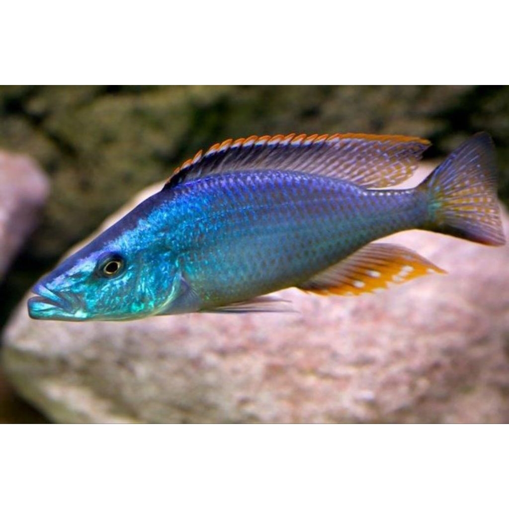 Jendral Pure | Jendral Cichlid | Malawi Eyebiter (Dimidiochromis compressiceps)