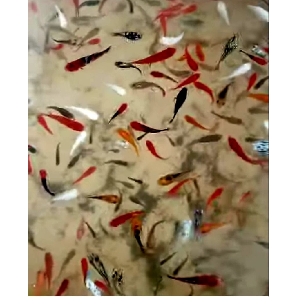 50 ekor ikan molly untuk pakan ikan predator