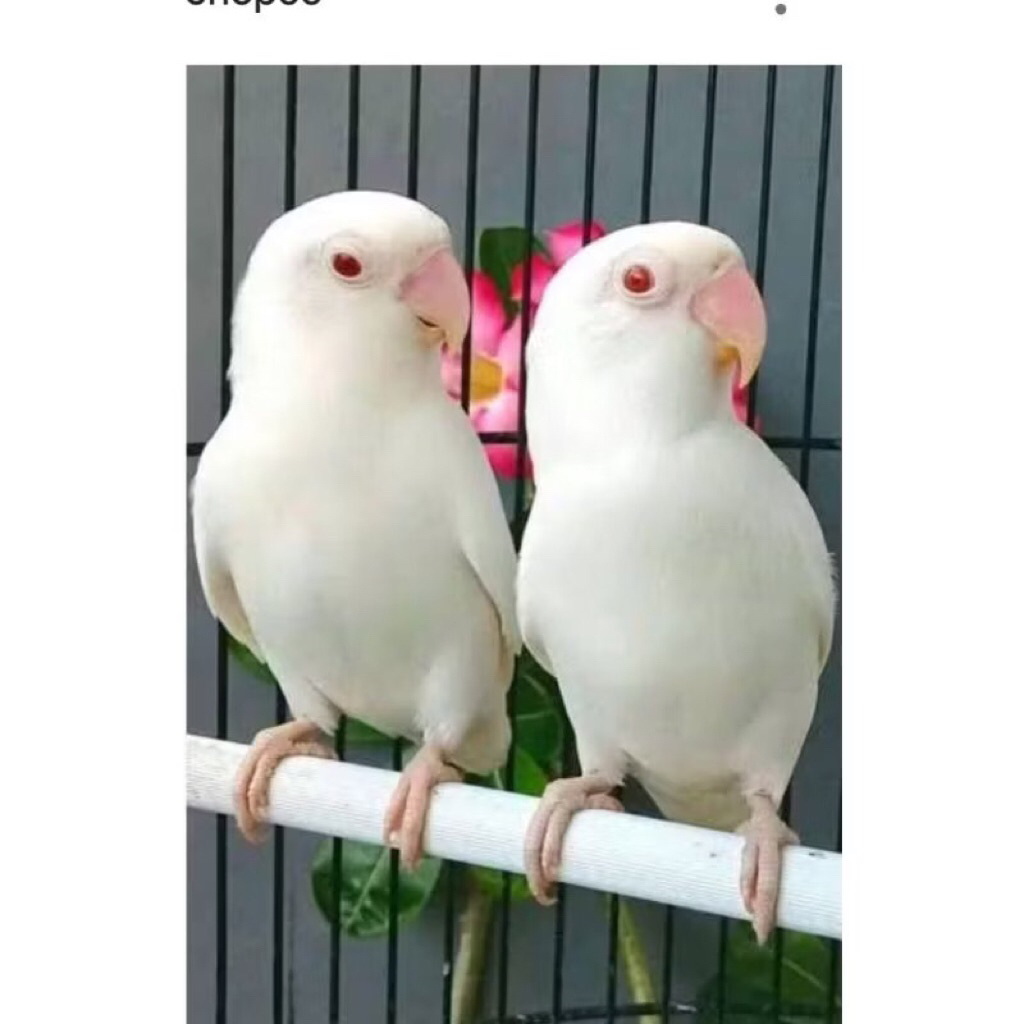 BURUNG LOVEBIRD ALBINO MATA MERAH DEWASA