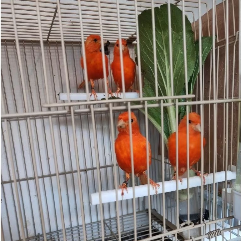 Kenari Merah Merlok Real Original Trah Jantan Betina Canary Red Varian