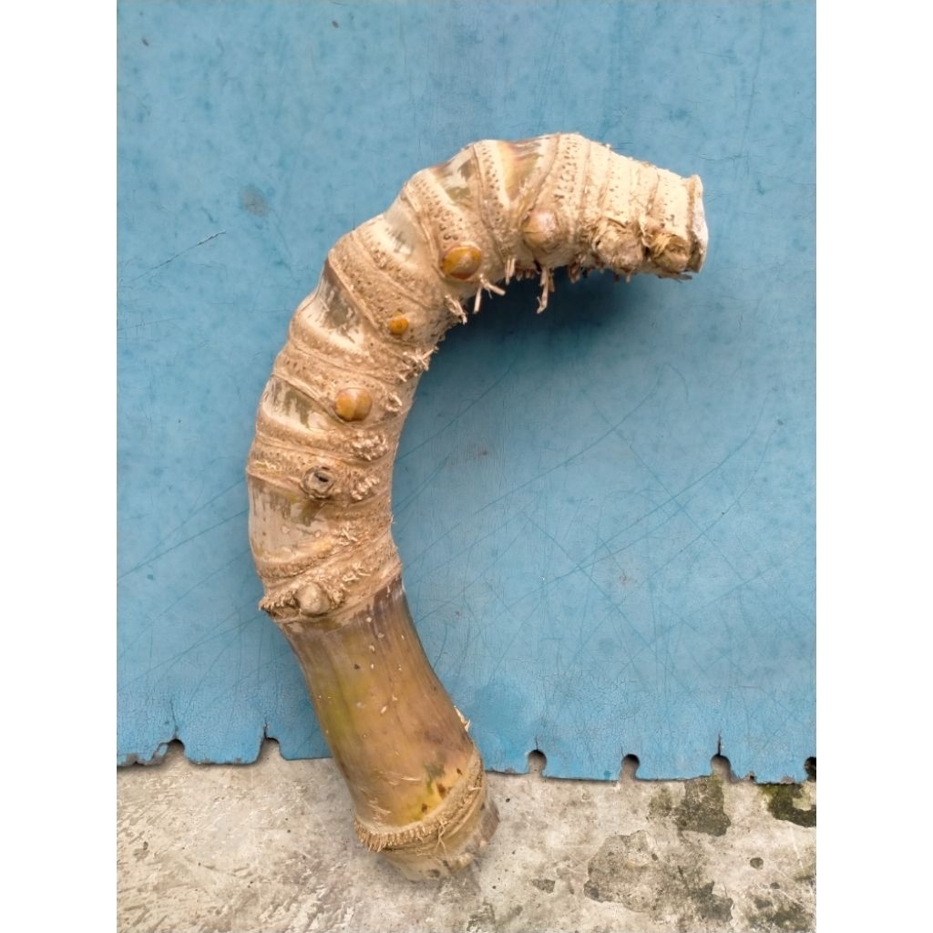 BAMBU UNIK JUNJUNG DERAJAT ISTIMEWA JUMBO (38 CM) APUS ISTIMEWA
