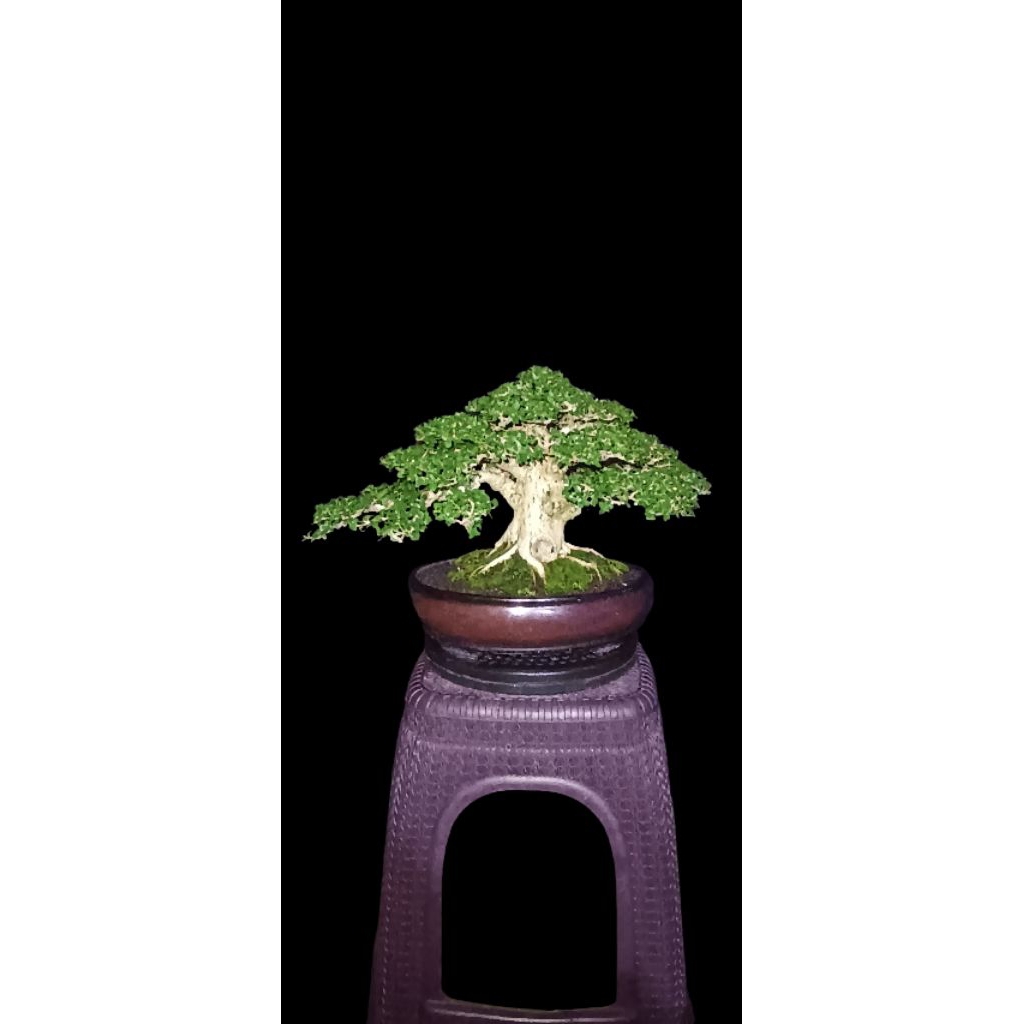 bonsai sancang jadi spesial