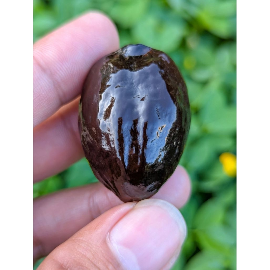 Muncang pedang jumbo.