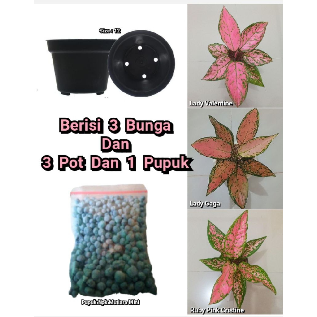 Paket 3 jenis tanaman bunga aglonema aglaonema